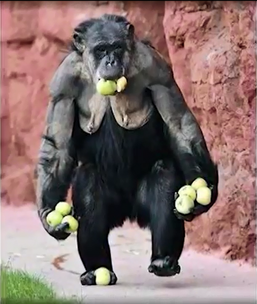 gorillaApples
