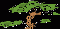 Pinus