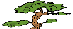 Pinus