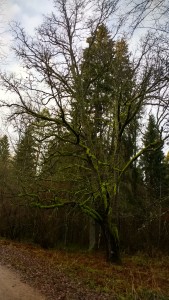 IMG_20171112_152533900_HDR